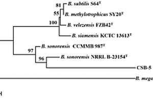 一株索諾拉沙漠芽孢桿菌及其篩分培養(yǎng)方法和應用