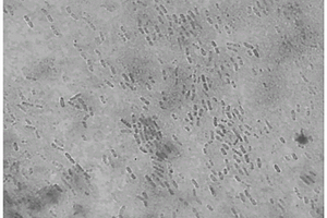 嗜熱菌Bacillus smithii Ths1及其應(yīng)用