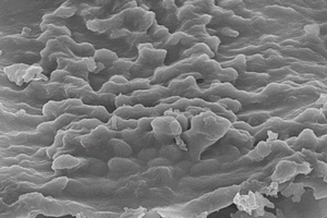 核殼型P-CoFe<sub>2</sub>O<sub>4</sub>@GCN光催化劑的制備方法及其應(yīng)用