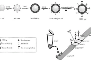 表面增強拉曼散射結(jié)合免疫層析技術(shù)檢測輪狀病毒的方法