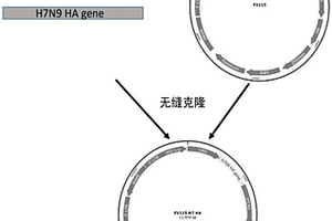 一種用于H7N9亞型禽流感血清殺傷效應測定的靶細胞及鑒定方法