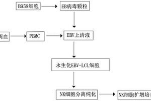 基于外周血的NK細(xì)胞體外培養(yǎng)方法