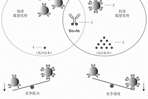 均相化學(xué)發(fā)光測定試劑盒及其應(yīng)用