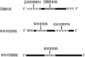 基于點(diǎn)擊化學(xué)的測序接頭、雙條形碼測序文庫及其構(gòu)建方法