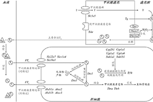 環(huán)境化學(xué)品對(duì)大鼠甲狀腺系統(tǒng)影響的測(cè)定方法