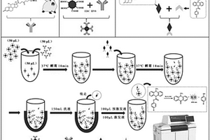 基于磁微粒氫化可的松化學(xué)發(fā)光免疫分析方法及試劑盒