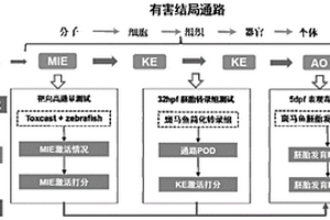 基于劑量-效應(yīng)簡(jiǎn)化轉(zhuǎn)錄組的預(yù)測(cè)化學(xué)品胚胎發(fā)育毒性的方法