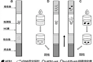 用于檢測AFB1的適配體側(cè)向流動分析試紙條及檢測方法