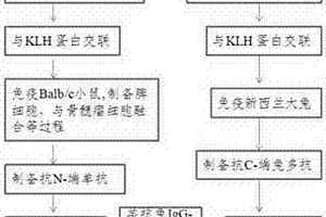 雙抗體夾心化學(xué)發(fā)光免疫分析方法