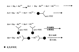 磁分離直接化學(xué)發(fā)光試劑及用該試劑的測試方法