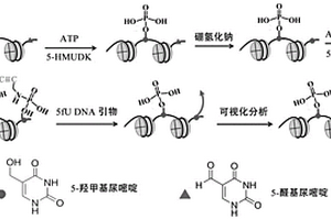 細(xì)胞內(nèi)5-醛基尿嘧啶的可視化分析方法及系統(tǒng)