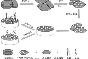 二硫化物點(diǎn)/納米片復(fù)合物DNA電化學(xué)探針的制備方法