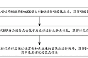 磷酸激酶輔助的DNA中5-羥甲基尿嘧啶修飾定位分析方法和試劑盒