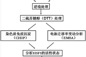 DTT處理結合CHIP與EMSA體內外分析擬南芥HSF1三聚體形成的方法