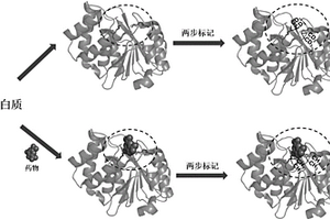 篩選藥物引起結構和相互作用變化蛋白質的質譜分析方法