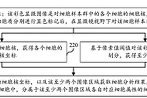 基于顯微圖像的細(xì)胞分析方法、裝置、設(shè)備及存儲介質(zhì)