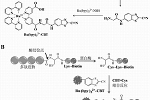 電化學(xué)發(fā)光探針三聯(lián)吡啶釕?CBT及其制備方法與應(yīng)用