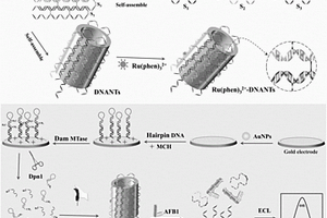 基于DNA納米管的電化學發(fā)光生物傳感器及其制法和應用