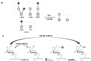 基于化學(xué)酶促的人血清O糖基化鑒定方法