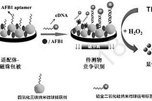 檢測黃曲霉毒素B1的檢測方法