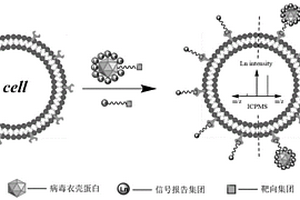 基于病毒衣殼蛋白納米結(jié)構(gòu)的化學(xué)信號放大倍增器及制備方法和應(yīng)用