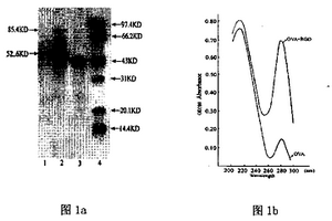 誘發(fā)細胞粘附生長因子RGD抗體免疫原的化學合成方法