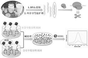 用于檢測羊乳摻假的CRISPR/Cas12a介導的拉曼傳感器及其檢測羊乳摻假的方法和應用