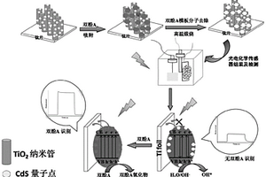 分子印跡修飾TiO<Sub>2</Sub>納米管-CdS量子點(diǎn)復(fù)合材料、光電化學(xué)傳感器及制備方法及應(yīng)用