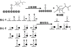 基于化學(xué)反應(yīng)簡(jiǎn)化的O-GalNAc糖基化肽段鑒定方法