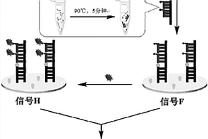 利用雙信號技術的電化學DNA生物傳感器及其制備方法和應用方法