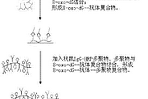 8-氧代脫氧鳥苷的檢測方法