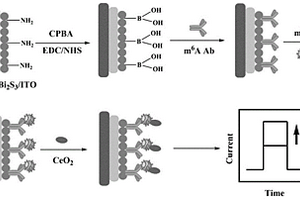基于硫化鉍-溴化銀異質(zhì)結(jié)的光電化學(xué)傳感器檢測m<Sup>6</Sup>A的方法