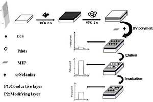 基于有機-無機量子點P-N異質結構的分子印跡光電化學傳感器及其制備方法和應用