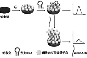 用于檢測miRNA-20a的硼摻雜石墨烯量子點(diǎn)電化學(xué)發(fā)光傳感器的制備及其應(yīng)用