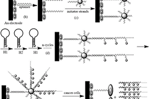 基于CdSe/ZnS量子點(diǎn)納米簇的電化學(xué)發(fā)光生物傳感器及其制法和應(yīng)用