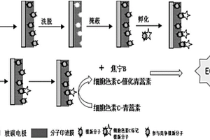 青蒿素分子印跡光電化學傳感器的制備方法