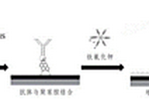 新冠病毒生物探針在電化學生物傳感器上的修飾方法