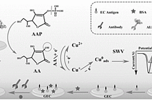 基于酶誘導(dǎo)的電化學(xué)免疫傳感器的制備方法及應(yīng)用