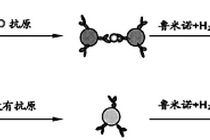 快速化學(xué)發(fā)光免疫分析檢測人IgG的方法