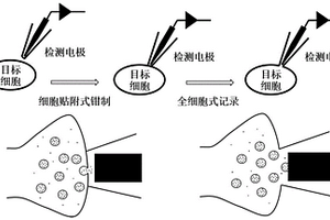 細(xì)胞原位單個(gè)囊泡內(nèi)含物的檢測(cè)裝置及其檢測(cè)方法