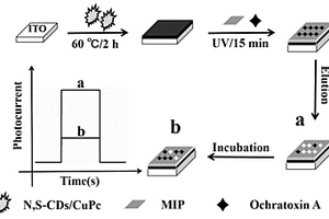 基于N,S-CDs/CuPc復(fù)合材料的分子印跡光電化學(xué)傳感器的制備方法和應(yīng)用
