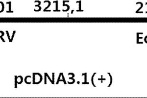 化學(xué)合成的HBV 1.2x基因組、表達(dá)系統(tǒng)及其構(gòu)建方法