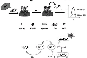 Ag3PO4-UiO-66/apt/GO/GCE電化學發(fā)光傳感器及其應用