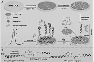 基于DNA-多肽偶聯(lián)物的抗污染電化學免疫傳感器及其制備方法與應用