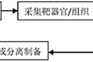 基于“線粒體藥理學(xué)”與“線粒體藥物化學(xué)”的中藥藥效物質(zhì)研究方法