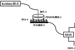 用于手性色氨酸檢測的外延?xùn)艠O場效應(yīng)晶體管傳感器制備及檢測方法