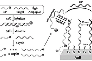 可用于臨床樣品等位基因分型的DNA納米篩可再生電化學(xué)傳感器