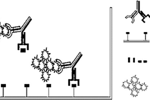 競爭型化學(xué)發(fā)光標(biāo)記免疫分析方法