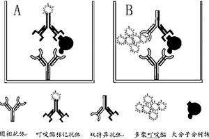 雙抗體夾心型化學(xué)發(fā)光標(biāo)記免疫分析方法