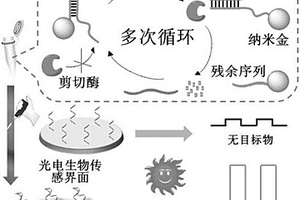 缺陷調(diào)控半導(dǎo)體的光電化學(xué)核酸分析方法